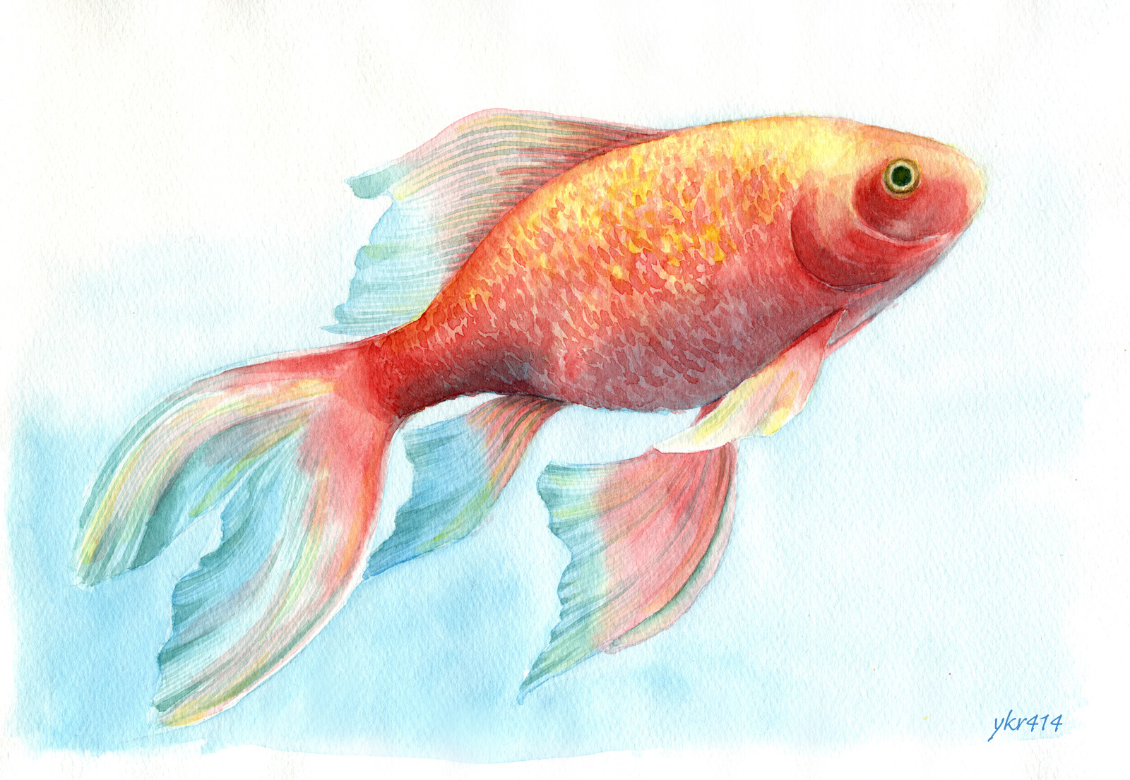 金の魚」という水彩画を描きました 金の魚とは金魚のこと ｜ 毎日水彩画